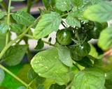 A picture of step 1 of Micro Tomatoes and Fruits Salad.