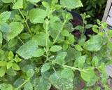 A picture of step 1 of Cucumber and Lemon Verbena Soup.